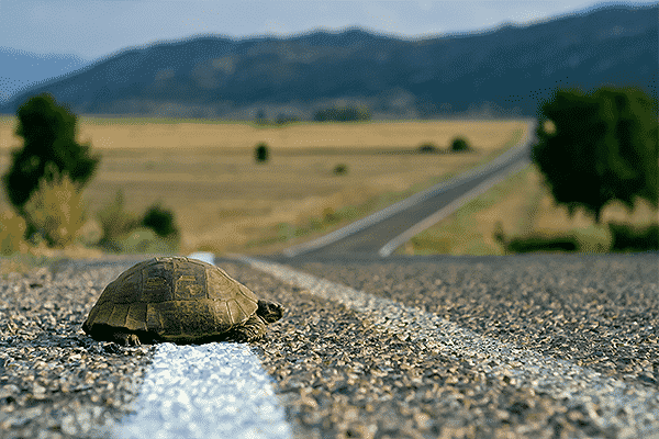 Should You Avoid Animals in the Road