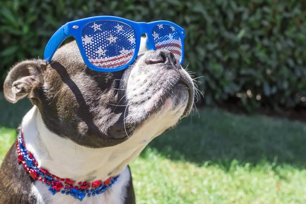 Dog Bites on July 4: Why are They so Common?