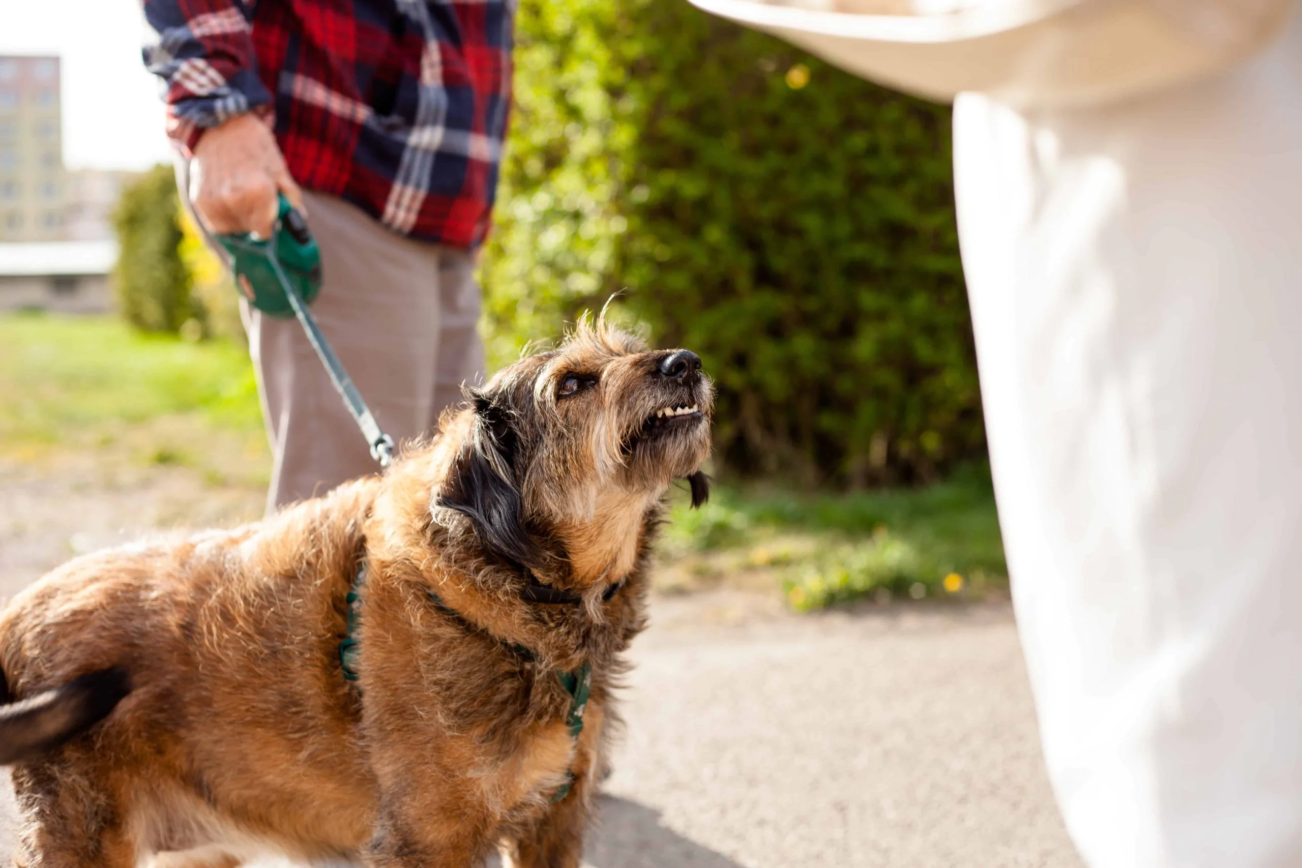 Leyes sobre mordeduras de perro en Nueva York