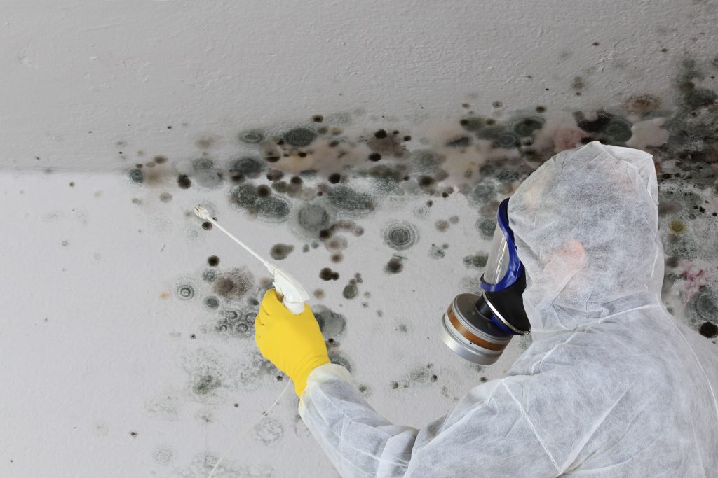 can-you-sue-your-landlord-for-mold-sobo-sobo