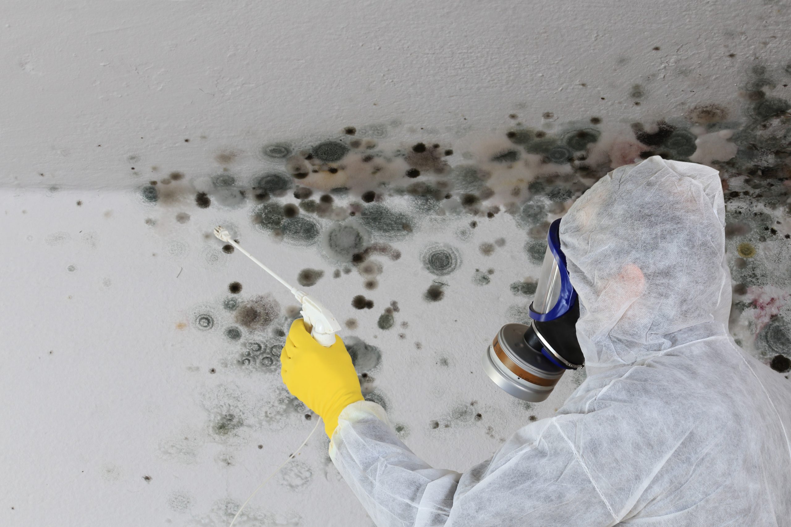 How Much Can You Sue A Landlord For Mold