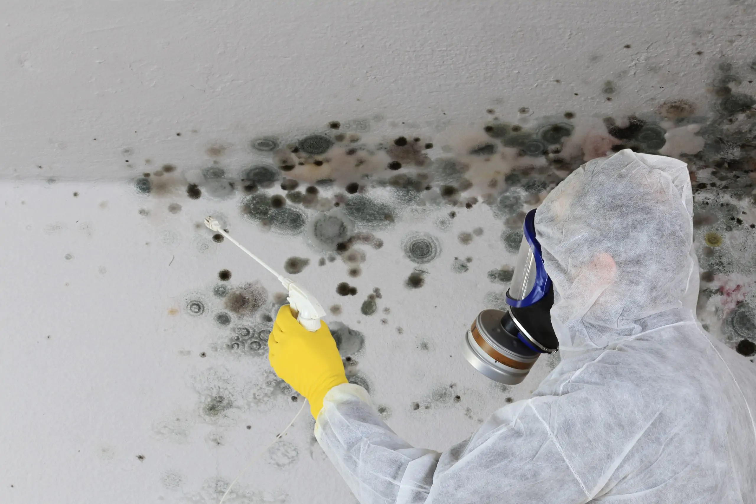 Can You Sue Your Landlord for Mold?
